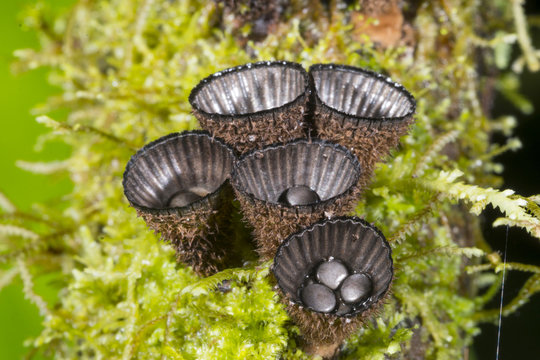 Birds nest fungus (Cyathus sp.) growing on a mossy branch in montane rainforest in the Cordillera del Condor, the Ecuadorian Amazon. An area of exceptionally high biodiversity and endemism.