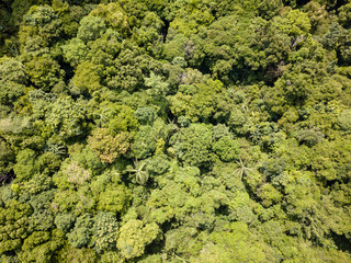 Naklejka premium Aerial view of the tree canopy of a tropical rianforest