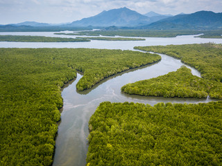 Obraz premium Drone aerial view of a huge, natural mangrove forest in Thailand
