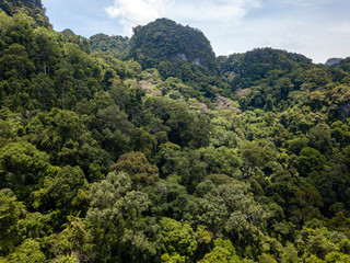 Tree canopy of a tropical rainforest in a mountainous area
