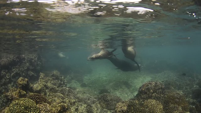 Californian sea lion (Zalophus californianus) swimming and playing in the reefs of los islotes in Espiritu Santo island at La paz,. Baja California Sur,Mexico.