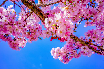 sakura of april  in washington, dc, united states