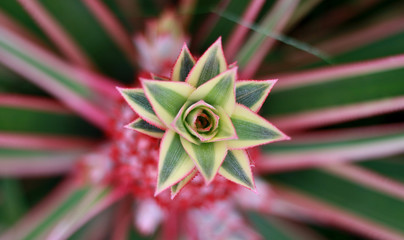 Pink pineapple tree at Bogor Botanical Gardens in Indonesia. 