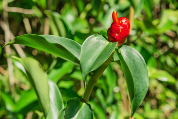 red flowering plant on the roadside of hana road maui hawaii
