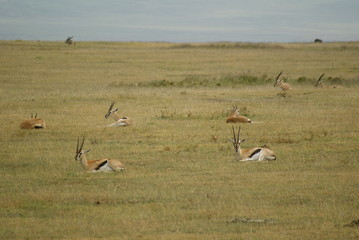 Naklejka premium SONY DSC