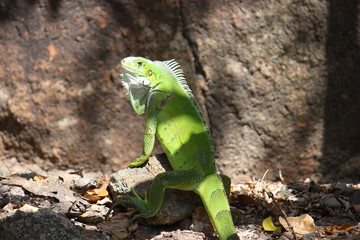 iguane guadeloupe