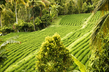 Tropical Rice Fields