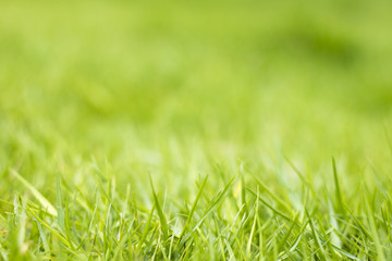 Fototapeta premium Naturalne zielone tło trawy.