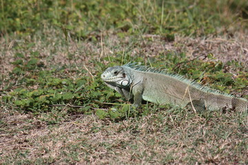 iguane