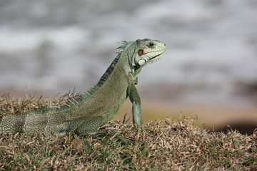 iguane