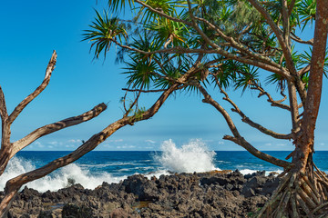 typical vegetation on the lava coast of hana maui hawaii