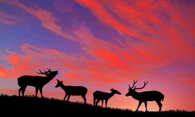 Fototapeta na wymiar silhouette deer on meadow during sunrise
