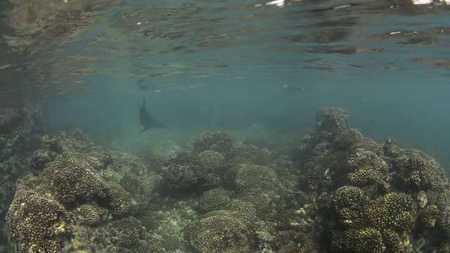 Californian sea lion (Zalophus californianus) swimming and playing in the reefs of los islotes in Espiritu Santo island at La paz,. Baja California Sur,Mexico.