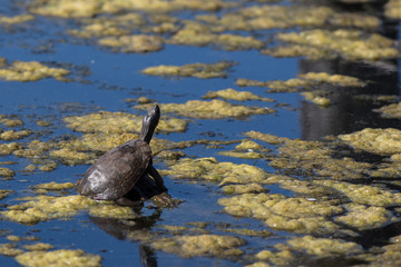 Turtle in the Pond