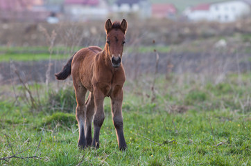 Fototapeta premium newborn foal on meadow at sunset