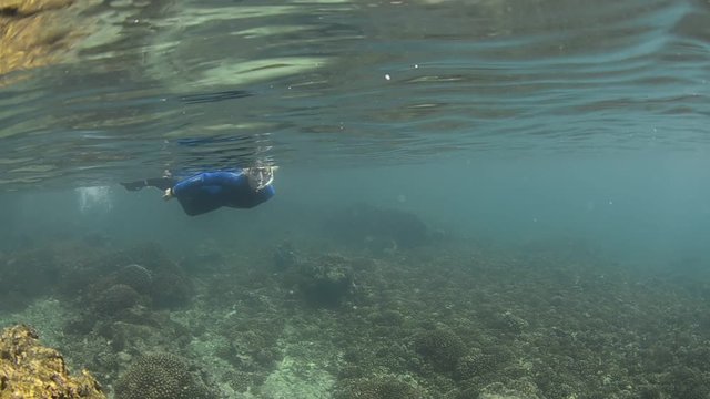 Californian sea lion (Zalophus californianus) swimming and playing in the reefs of los islotes in Espiritu Santo island at La paz,. Baja California Sur,Mexico.