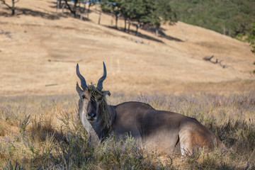 Common Cape Eland