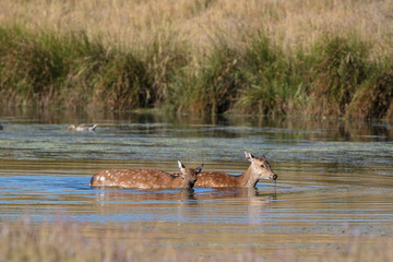 Sika Deer