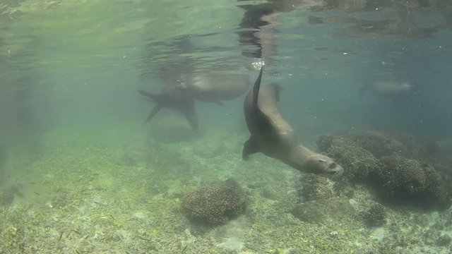 Californian sea lion (Zalophus californianus) swimming and playing in the reefs of los islotes in Espiritu Santo island at La paz,. Baja California Sur,Mexico.