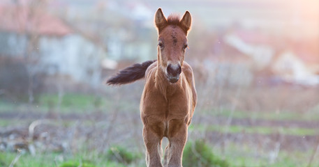 newborn foal on meadow at sunset