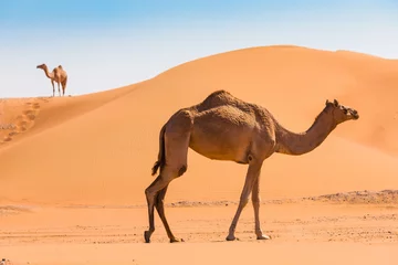 Fotobehang Desert landscape with camel © Oleg Zhukov