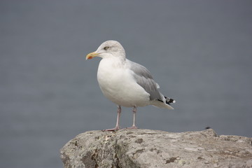 Obraz premium goéland