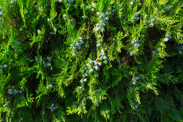 thuja branch with tiny cones