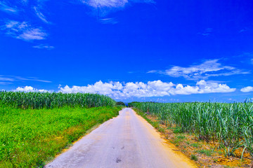 真夏の宮古島。サトウキビ畑の中の道
