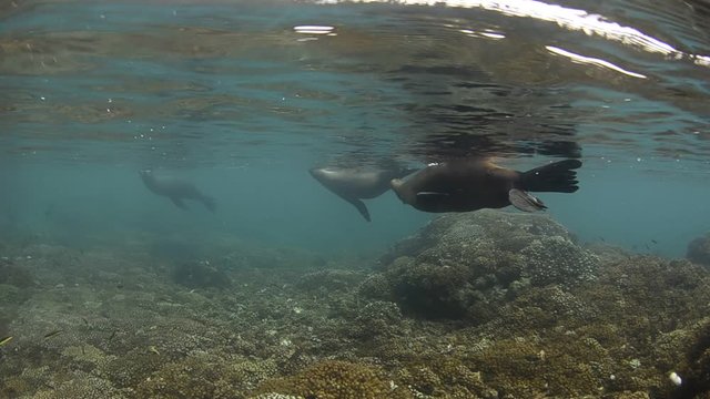 Californian sea lion (Zalophus californianus) swimming and playing in the reefs of los islotes in Espiritu Santo island at La paz,. Baja California Sur,Mexico.
