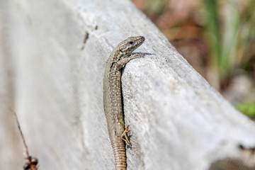 Lizard and a Piece of Wood 2