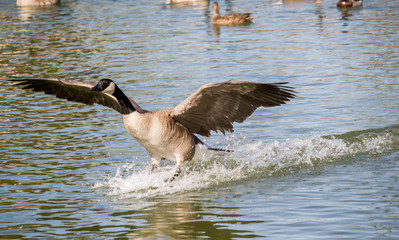 Goose on the Water