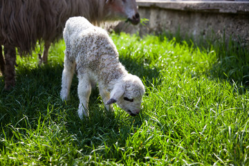 newborn lamb and sheep grazing