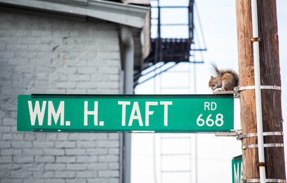 Squirrel on a Street Sign