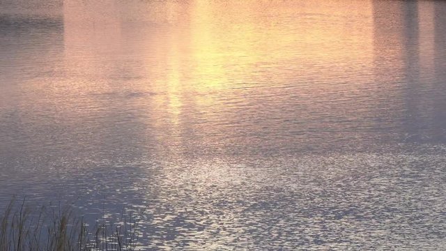 4K・夕方の川面と魚_02-195