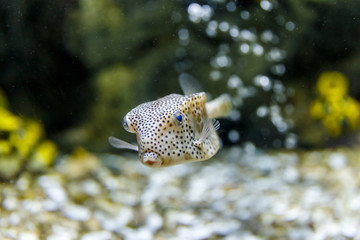Puffer fish in tank at aquarium in coral and bubble background