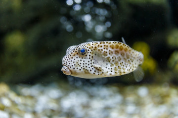 Puffer fish in tank at aquarium in coral and bubble background
