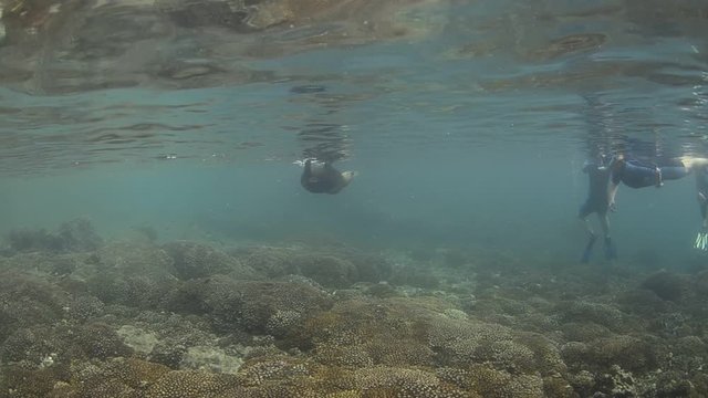 Californian sea lion (Zalophus californianus) swimming and playing in the reefs of los islotes in Espiritu Santo island at La paz,. Baja California Sur,Mexico.