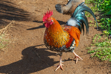 colorful hawaiian rooster on the island of kauai hawaii