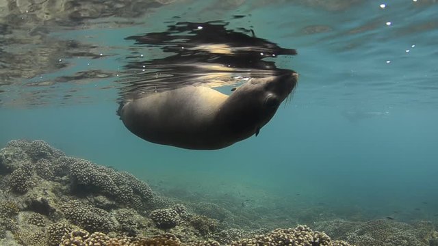 Californian sea lion (Zalophus californianus) swimming and playing in the reefs of los islotes in Espiritu Santo island at La paz,. Baja California Sur,Mexico.