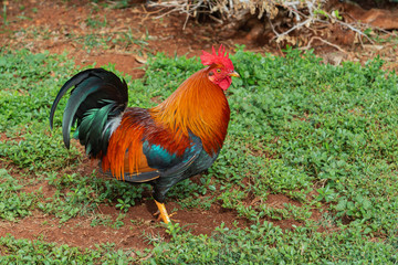 colorful hawaiian rooster on the island of kauai hawaii