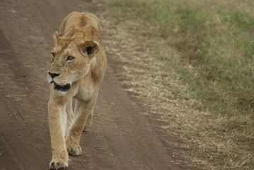 Ngorongoro Lion