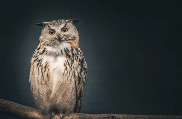Fotobehang eagle owl © Александр Денисюк