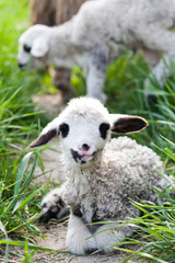 newborn lamb in green grass