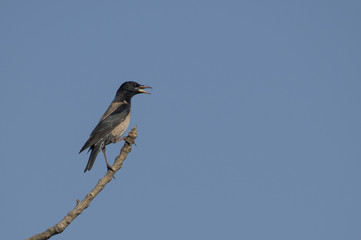 Bird: Portrait of a Singing Male Rosy Starling Perched on a Tree Branch