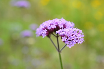 ヤナギハナガサ