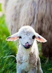 Obraz premium newborn lamb in green grass