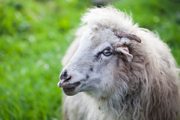 Fototapeta premium portrait of a sheep