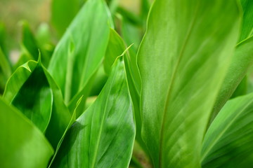 シュクシャ./果皮を除いた種子塊を漢方では縮砂と称して薬用とされる植物です.