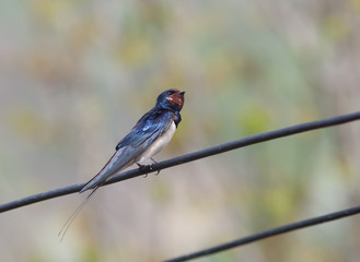swallow in spring
