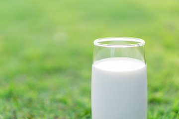 Closeup glass of milk on green grass nature background, food healthy concept